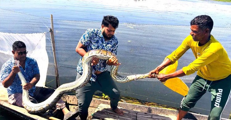 শ্রীমঙ্গলে মাছ ধরার জালে আটকা অজগর, দুই ঘণ্টার চেষ্টায় উদ্ধার