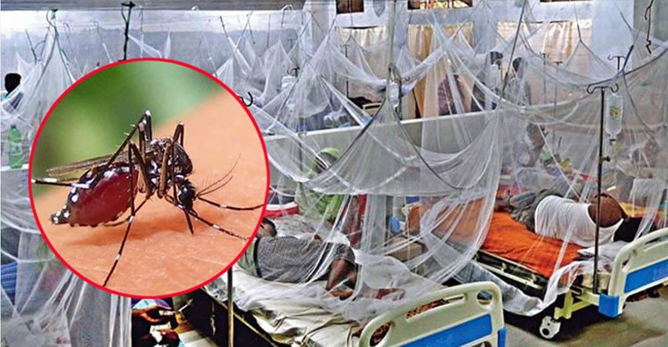 ডেঙ্গুর ভয়াবহতা বাড়ছেই, ২৪ ঘণ্টায় আরও ৮ জনের মৃত্যু