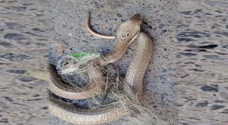 জালে আটকা পড়া বিষধর পদ্ম গোখরো উদ্ধার, পরে অবমুক্ত গহীন বনে