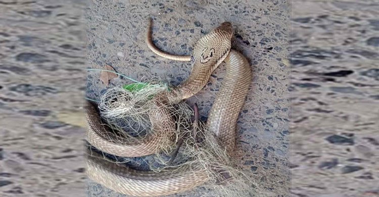 জালে আটকা পড়া বিষধর পদ্ম গোখরো উদ্ধার, পরে অবমুক্ত গহীন বনে