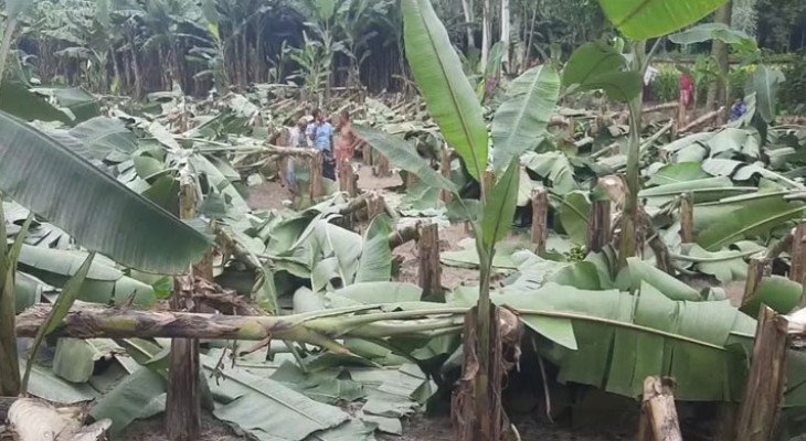 জয়পুরহাটে রাতের আঁধারে ৭০০ কলাগাছ কেটে ফেলল দুর্বৃত্তরা, কৃষকের স্বপ্নভঙ্গ