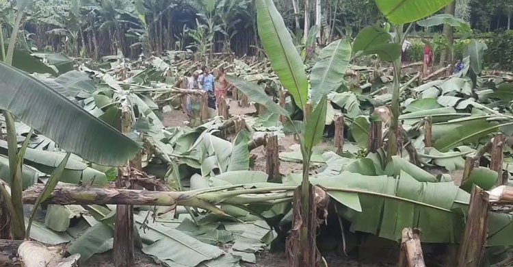 জয়পুরহাটে রাতের আঁধারে ৭০০ কলাগাছ কেটে ফেলল দুর্বৃত্তরা, কৃষকের স্বপ্নভঙ্গ