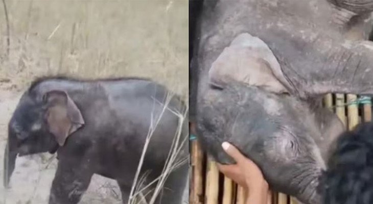 তিস্তার ভয়ংকর স্রোতে ভেসে যাচ্ছিল হাতিশাবক, উদ্ধার করলো দুই জেলে