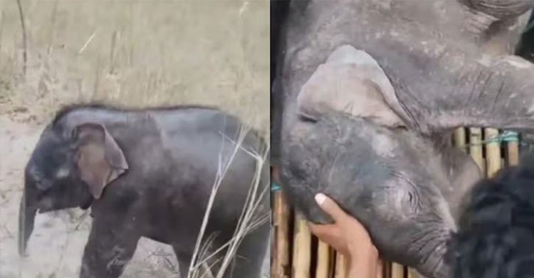 তিস্তার ভয়ংকর স্রোতে ভেসে যাচ্ছিল হাতিশাবক, উদ্ধার করলো দুই জেলে