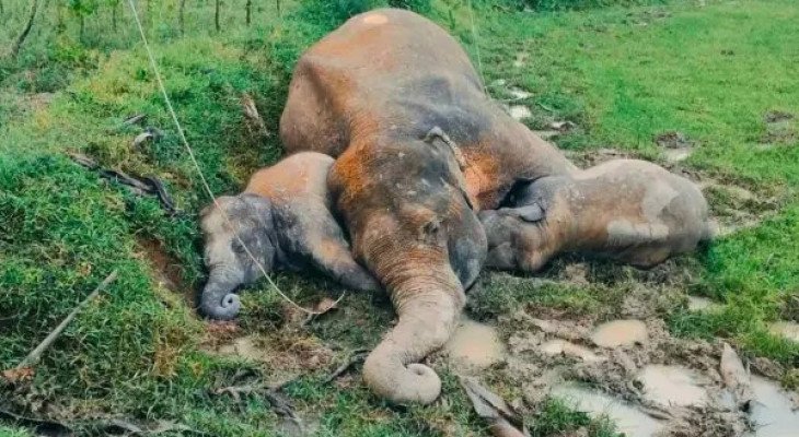 দুই শাবককে জড়িয়ে ধরে পড়ে আছে মা হাতির নিথর দেহ, বিদ্যুৎস্পৃষ্টে মৃত্যু