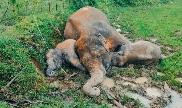 দুই শাবককে জড়িয়ে ধরে পড়ে আছে মা হাতির নিথর দেহ, বিদ্যুৎস্পৃষ্টে মৃত্যু