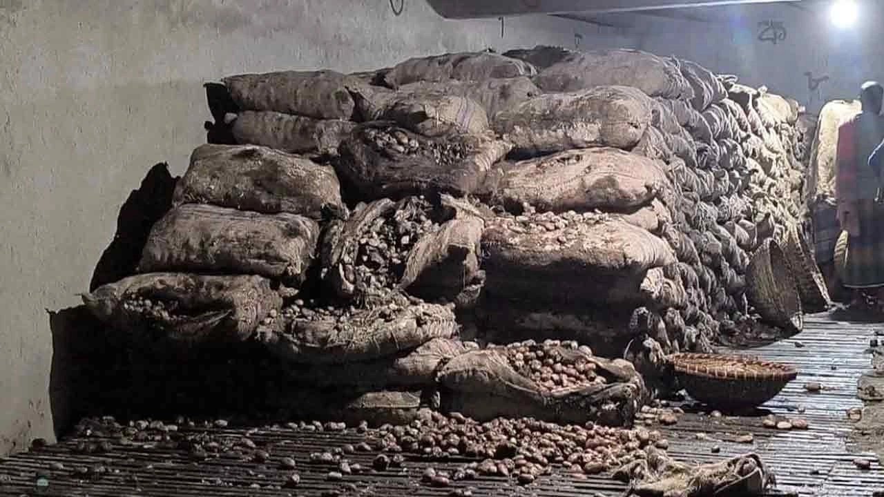 বেশি দামের আশায় দীর্ঘদিন মজুত, পচে নষ্ট ৩০ হাজার মণ আলু
