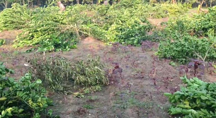 চুয়াডাঙ্গার জীবননগরে রাতের আঁধারে মাল্টা ও কলাগাছ কাটার অভিযোগ, ক্ষতিগ্রস্ত কৃষক