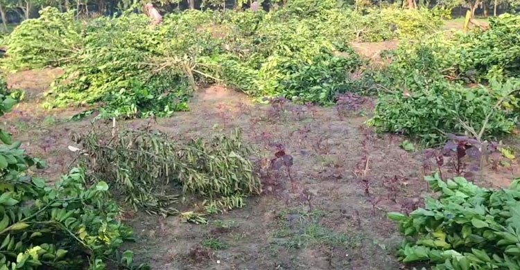 চুয়াডাঙ্গার জীবননগরে রাতের আঁধারে মাল্টা ও কলাগাছ কাটার অভিযোগ, ক্ষতিগ্রস্ত কৃষক