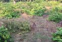 চুয়াডাঙ্গার জীবননগরে রাতের আঁধারে মাল্টা ও কলাগাছ কাটার অভিযোগ, ক্ষতিগ্রস্ত কৃষক