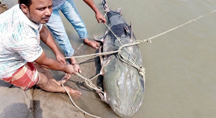 ব্রহ্মপুত্রে ৯০ কেজির বাঘাইড়, ১ লাখ ১০ হাজারে কিনে বিক্রি ১ লাখ ৩৫ হাজার টাকায়