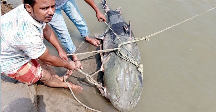 ব্রহ্মপুত্রে ৯০ কেজির বাঘাইড়, ১ লাখ ১০ হাজারে কিনে বিক্রি ১ লাখ ৩৫ হাজার টাকায়