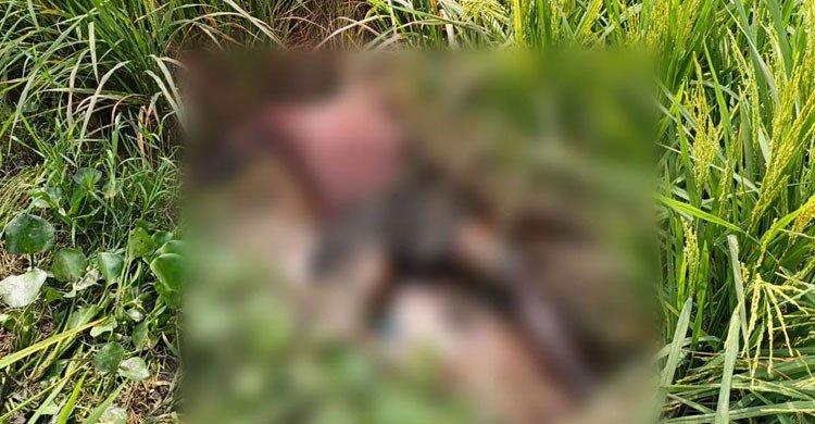 লাকসামে ধানখেত থেকে অটোরিকশাচালকের মরদেহ উদ্ধার ঘিরে রহস্য
