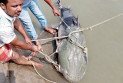 ব্রহ্মপুত্রে ৯০ কেজির বাঘাইড়, ১ লাখ ১০ হাজারে কিনে বিক্রি ১ লাখ ৩৫ হাজার টাকায়