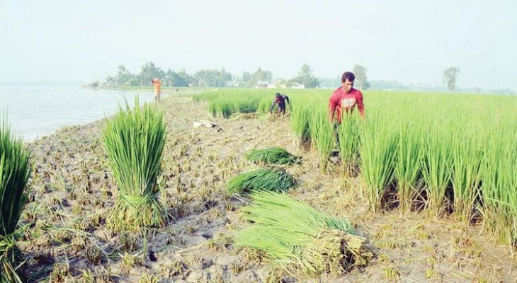 তিস্তার ভাঙনে বিলীন ঘরবাড়ি-ফসলি জমি, গরুর খাবার হচ্ছে কৃষকের স্বপ্নের আমন ধান