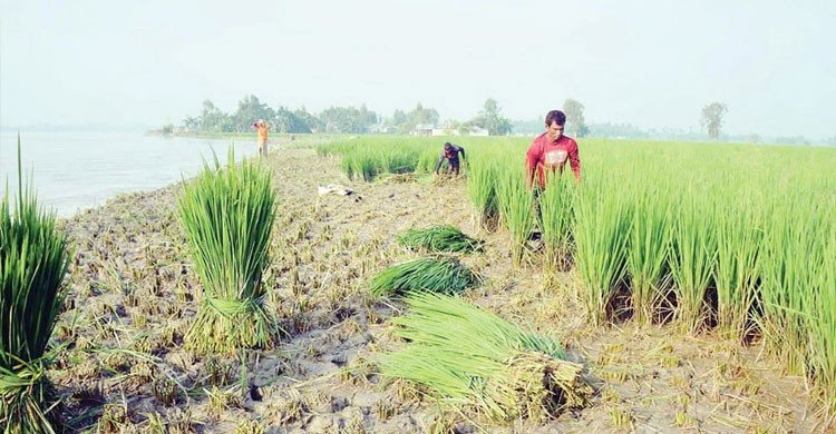 তিস্তার ভাঙনে বিলীন ঘরবাড়ি-ফসলি জমি, গরুর খাবার হচ্ছে কৃষকের স্বপ্নের আমন ধান