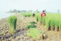তিস্তার ভাঙনে বিলীন ঘরবাড়ি-ফসলি জমি, গরুর খাবার হচ্ছে কৃষকের স্বপ্নের আমন ধান