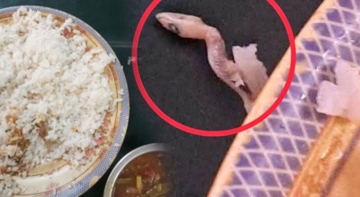 নজরুল বিশ্ববিদ্যালয়ের হলে ভাতের প্লেটে সিদ্ধ টিকটিকি