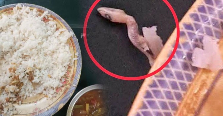 নজরুল বিশ্ববিদ্যালয়ের হলে ভাতের প্লেটে সিদ্ধ টিকটিকি