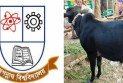 জগন্নাথ বিশ্ববিদ্যালয়ে শনিবারও গরুভোজ, সন্ধ্যায় থাকছে কাওয়ালি অনুষ্ঠান