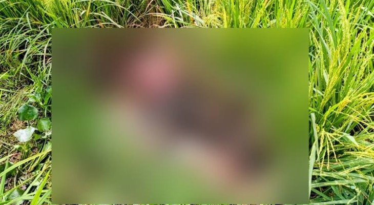 তাজমিনের পর কুমিল্লায় ধানক্ষেত থেকে আরেক মরদেহ উদ্ধার