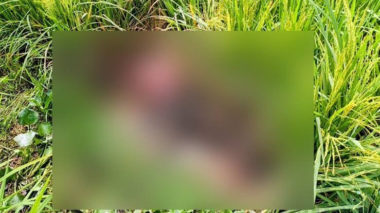 তাজমিনের পর কুমিল্লায় ধানক্ষেত থেকে আরেক মরদেহ উদ্ধার