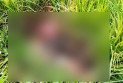 তাজমিনের পর কুমিল্লায় ধানক্ষেত থেকে আরেক মরদেহ উদ্ধার