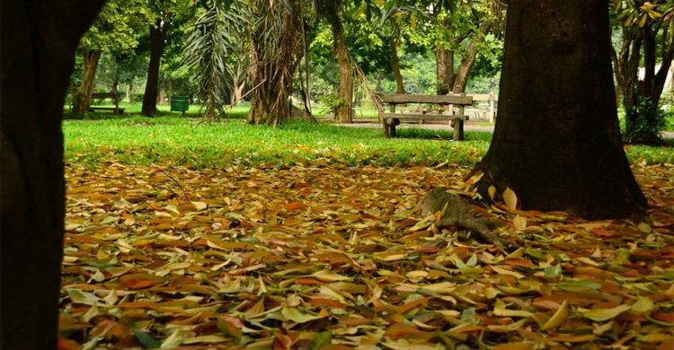 dhakaprokash-beauty of ramna.jpg