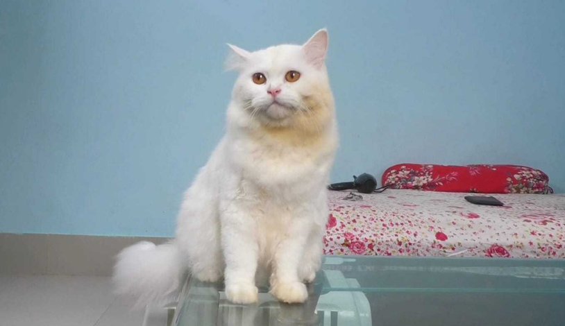 pet_passport1_Dhakaprokash.jpg