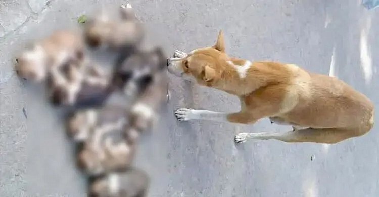 kukur 1.jpg